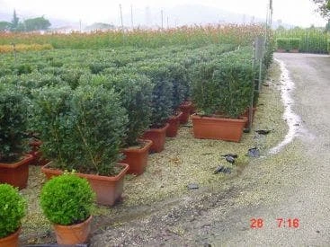 Buxus Meeneemhaag (Buxus Microphylla 'Faulkner') 4 Buxus Meeneemhaag (Buxus Microphylla 'Faulkner') - Afbeelding 2