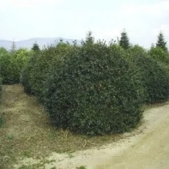 Camelia (Camellia Sasanqua) 17 Camelia (Camellia Sasanqua) -Tuin Glimmer Verkoop 057camelliasasanquabol 45 9