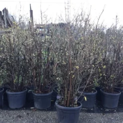 Winterzoet (Chimonanthus Praecox) -Tuin Glimmer Verkoop 10