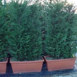 Conifeer Meeneemhaag (Cupressocyparis Leylandii)