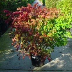 Kardinaalshoed (Euonymus Alatus) -Tuin Glimmer Verkoop 126euonymusalatussolt 55 11