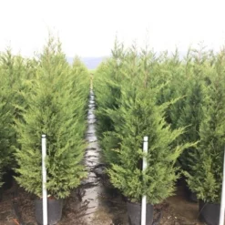 Haagconifeer (Cupressocyparis Leylandii 'Vito') 7 Haagconifeer (Cupressocyparis Leylandii 'Vito') -Tuin Glimmer Verkoop 15 1