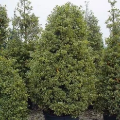 Hulst (Ilex Aquifolium 'Silver Queen') -Tuin Glimmer Verkoop 162ilexaquif.silverqueen 5 1