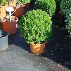 Japanse Hulst In Bolvorm (Ilex Crenata 'Convexa') 9 Japanse Hulst In Bolvorm (Ilex Crenata 'Convexa') -Tuin Glimmer Verkoop 181ilexcrenataconvexabol 3 1