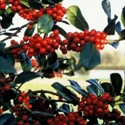 Hulst (Ilex Aquifolium J.C. Van Tol) 9 Hulst (Ilex Aquifolium J.C. Van Tol) -Tuin Glimmer Verkoop 20041119234604 11