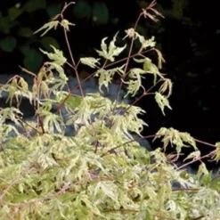 Tuin Glimmer Verkoop -Tuin Glimmer Verkoop 20060517150936 1