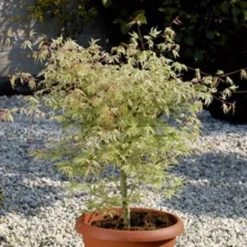 Tuin Glimmer Verkoop 16 Japanse Esdoorn (Acer Palmatum 'Ukigumo')