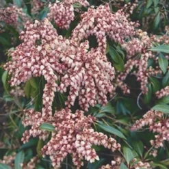 Rotsheide (Pieris Japonica 'Valley Valentine')