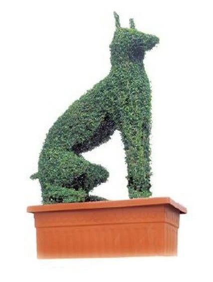 Dobermann (Ligustrum Delavayanum) 3 Dobermann (Ligustrum Delavayanum)