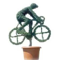 Cyclist (Ligustrum Delavayanum)