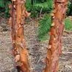 Papieresdoorn (Acer Griseum) -Tuin Glimmer Verkoop 20070629145511 5