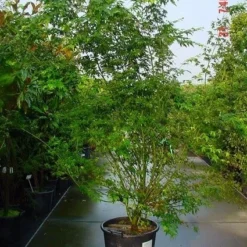 Japanse Esdoorn (Acer Palmatum) 21 Japanse Esdoorn (Acer Palmatum) -Tuin Glimmer Verkoop 20070701212919 11