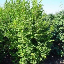 Camelia (Camellia Sasanqua) 16 Camelia (Camellia Sasanqua) -Tuin Glimmer Verkoop 20070711001711 18 9 9