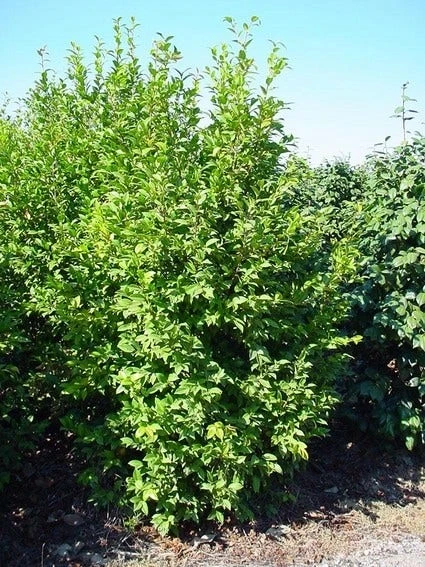 Camelia (Camellia Sasanqua) 6 Camelia (Camellia Sasanqua) - Afbeelding 4