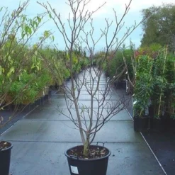 Reuzenkornoelje (Cornus Controversa 'Variegata') 21 Reuzenkornoelje (Cornus Controversa 'Variegata') -Tuin Glimmer Verkoop 20070816183642 11