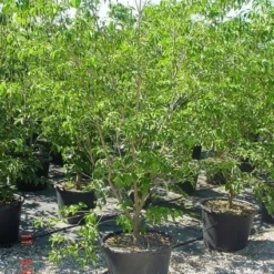 Amerikaanse Kornoelje (Cornus Florida 'Rubra') 15 Amerikaanse Kornoelje (Cornus Florida 'Rubra') -Tuin Glimmer Verkoop 20070816191341 7