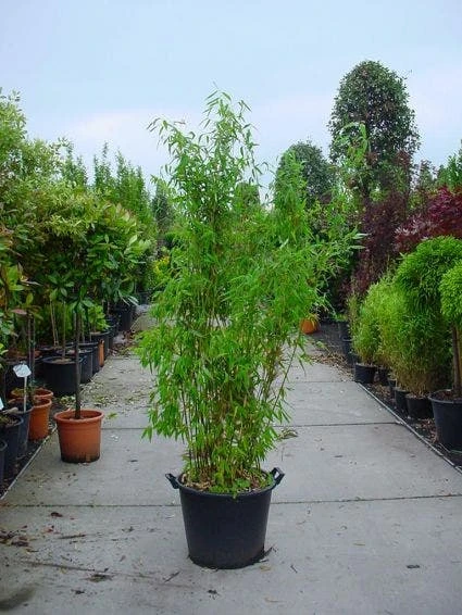 Niet Woekerende Bamboe (Fargesia Murieliae 'Jumbo') 3 Niet Woekerende Bamboe (Fargesia Murieliae 'Jumbo')