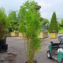 Niet Woekerende Bamboe (Fargesia 'Great Wall') 12 Niet Woekerende Bamboe (Fargesia 'Great Wall') -Tuin Glimmer Verkoop 20070905151255 7