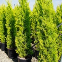 Cipres Kamerconifeer (Cupressus Macrocarpa 'Goldcrest')
