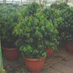 Nieuwkomers -Tuin Glimmer Verkoop 20071029230131 14 7 7