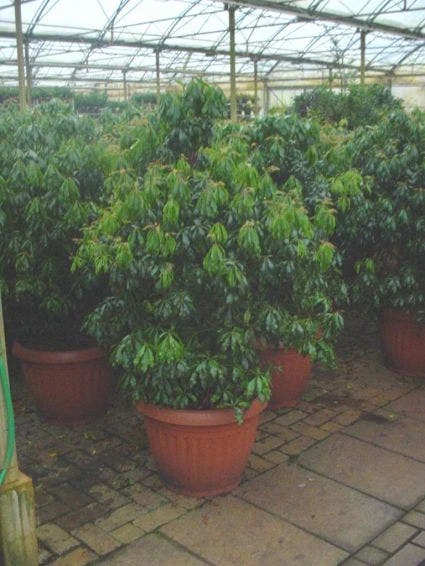 Rotsheide (Pieris Japonica) 4 Rotsheide (Pieris Japonica) - Afbeelding 2