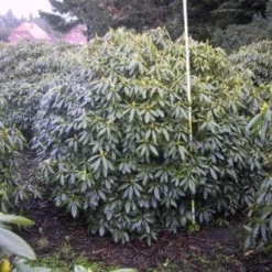 Rhododendron (Rhododendron Catawbiense 'Boursault') 14 Rhododendron (Rhododendron Catawbiense 'Boursault') -Tuin Glimmer Verkoop 20071119223754 16