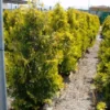 Thuja (Thuja Occidentalis 'Sunkist') -Tuin Glimmer Verkoop 20071126132727 5