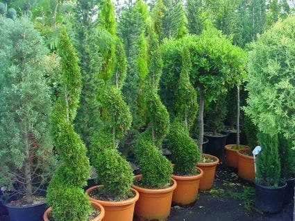 Conifeer Als Spiraal (Thuja Occidentalis 'Smaragd') 4 Conifeer Als Spiraal (Thuja Occidentalis 'Smaragd') - Afbeelding 2