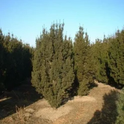 Taxus (Taxus Media 'Hicksii') -Tuin Glimmer Verkoop 20071130100003 12