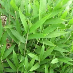 Bamboe (Pleioblastus Pygmaeus)