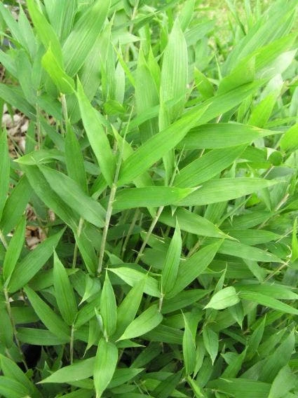 Bamboe (Pleioblastus Pygmaeus) 3 Bamboe (Pleioblastus Pygmaeus)