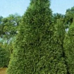 Cypres (Chamaecyparis Lawsoniana 'Golden Triumph')
