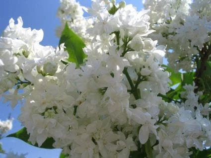 Sering (Syringa Vulgaris 'Mme Lemoine') 3 Sering (Syringa Vulgaris 'Mme Lemoine')