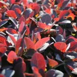 Nieuwkomers 20 Zuurbes (Berberis Thunbergii 'Atropurpurea')