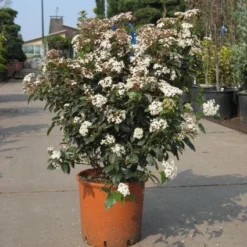 Groenblijvende Sneeuwbal (Viburnum Tinus 'Eve Price') -Tuin Glimmer Verkoop 20091125113028 50 10