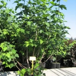 Sneeuwbal (Viburnum Opulus 'Roseum') -Tuin Glimmer Verkoop 20091126125302 9