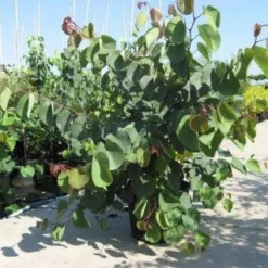 Chinese Judasboom (Cercis Chinensis 'Avondale') -Tuin Glimmer Verkoop 20091127153204 5