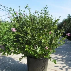 Dwerg Sering (Syringa Meyeri 'Palibin') 9 Dwerg Sering (Syringa Meyeri 'Palibin') -Tuin Glimmer Verkoop 20091130090327 6