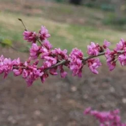 Tuin Glimmer Verkoop -Tuin Glimmer Verkoop 20091230142622 5