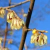 Winterzoet (Chimonanthus Praecox) 1 Winterzoet (Chimonanthus Praecox) -Tuin Glimmer Verkoop 20091230153517 6 3 3