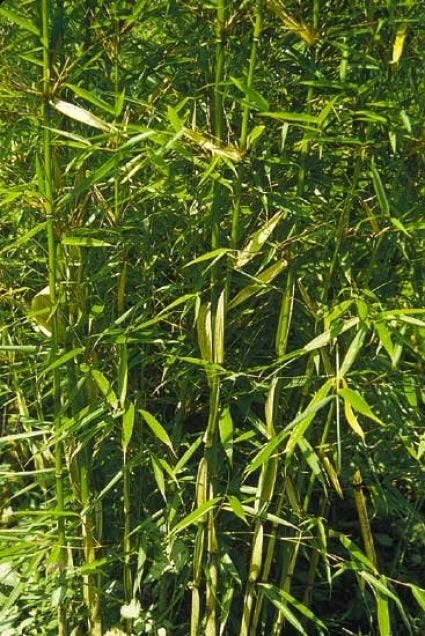 Niet Woekerende Bamboe (Fargesia Robusta) 7 Niet Woekerende Bamboe (Fargesia Robusta) - Afbeelding 5