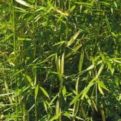 Niet Woekerende Bamboe (Fargesia Robusta) -Tuin Glimmer Verkoop 20100223184938 5