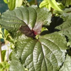 Pindakaasboom (Clerodendrum Bungei) -Tuin Glimmer Verkoop 20100224142854 2