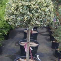 Hulst Op Stam (Ilex 'Argentea Marginata') -Tuin Glimmer Verkoop 20100712171848 1
