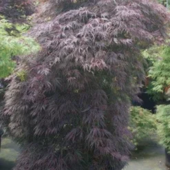 Japanse Esdoorn (Acer Palmatum 'Inabe-shidare') 18 Japanse Esdoorn (Acer Palmatum 'Inabe-shidare') -Tuin Glimmer Verkoop 20100719111147 6