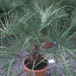 Geleipalm (Butia Capitata) 7 Geleipalm (Butia Capitata) -Tuin Glimmer Verkoop 20101209131859 6