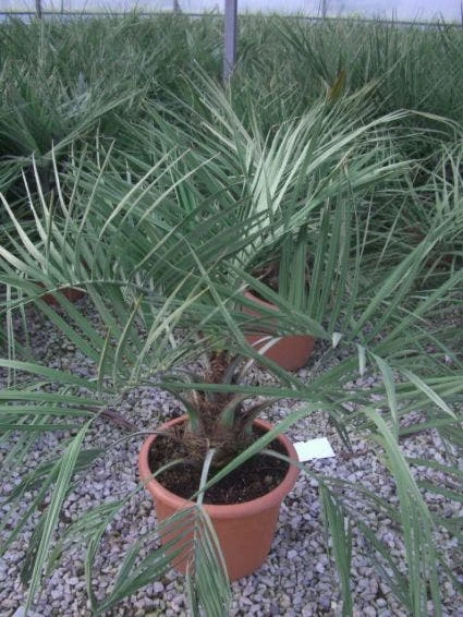 Geleipalm (Butia Capitata) 5 Geleipalm (Butia Capitata) - Afbeelding 3