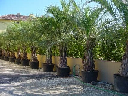 Geleipalm (Butia Capitata) 3 Geleipalm (Butia Capitata)