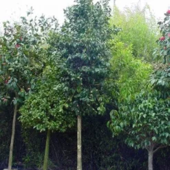 Camelia Als Boom (Camellia Japonica) -Tuin Glimmer Verkoop 20101209152842 4