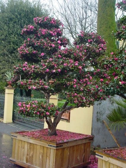 Camelia Als Bonsai (Camellia Sasanqua) 5 Camelia Als Bonsai (Camellia Sasanqua) - Afbeelding 3